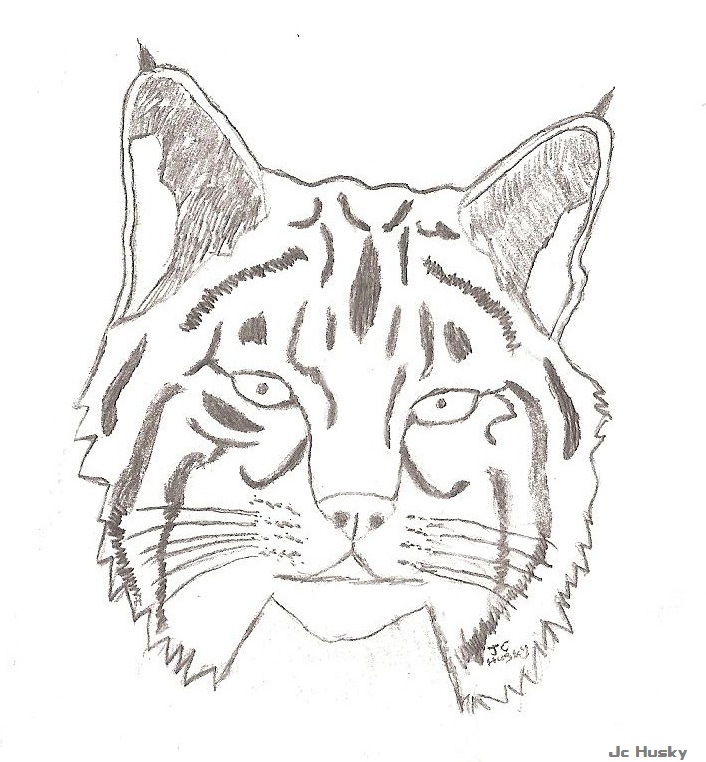 706x762 Bobcat Drawing Face Enews - Bobcat Face Drawing