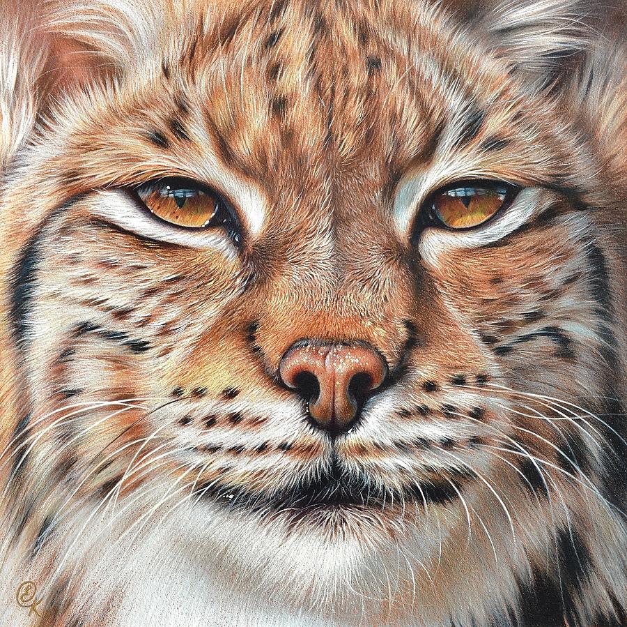 Bobcat Face Drawing at Explore collection of