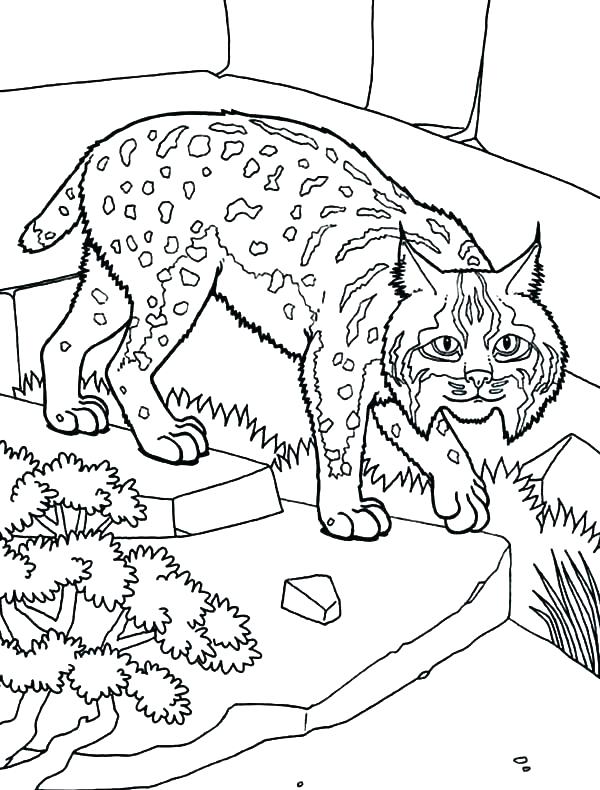 600x790 Bobcat Face Drawing Coloring Pages Skid Steer - Bobcat Face Drawing
