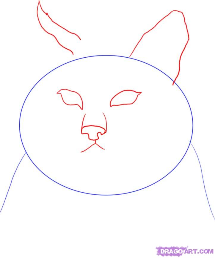 723x864 Draw A Bobcat, Step - Bobcat Face Drawing