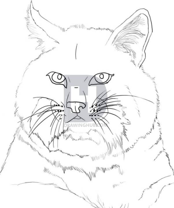 602x720 How To Draw A Bobcat, Step - Bobcat Face Drawing