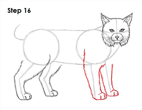 500x386 How To Draw A Bobcat - Bobcat Face Drawing