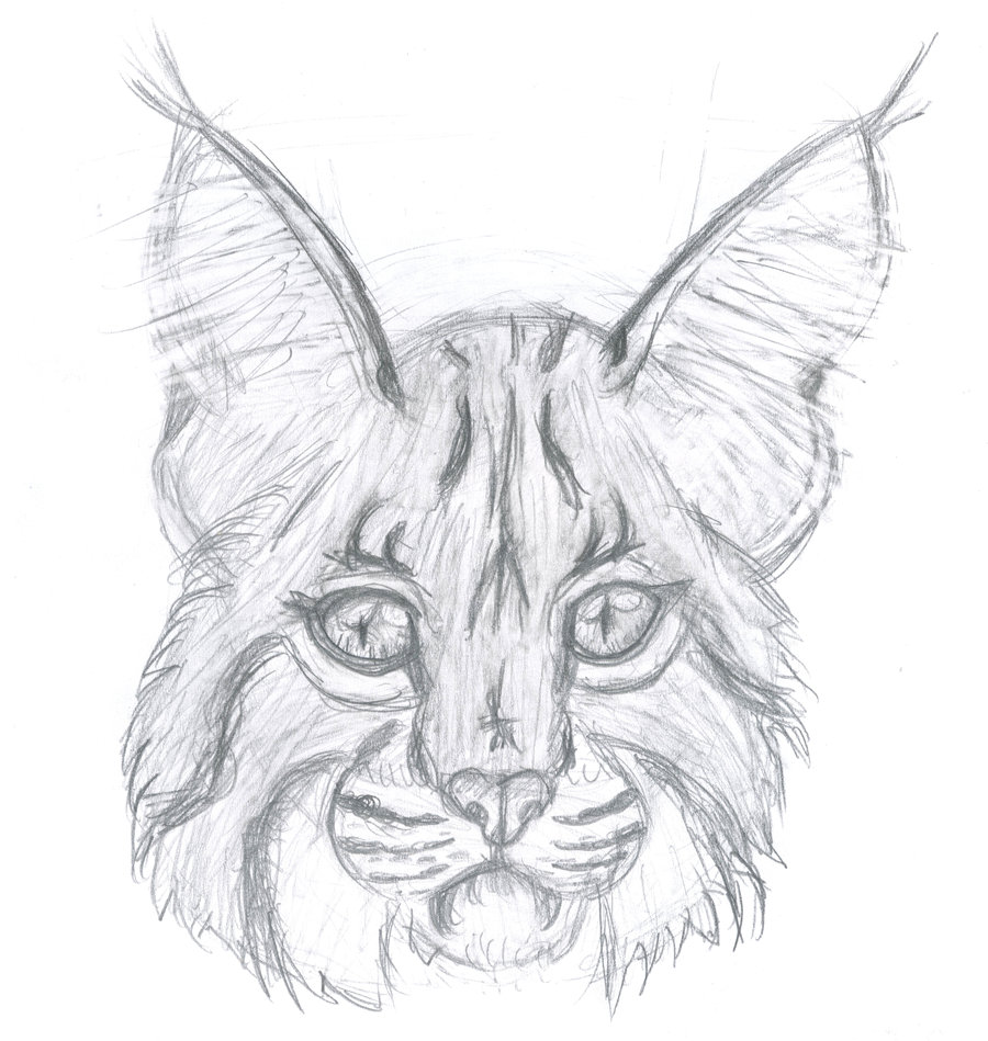 Bobcat Face Drawing at Explore collection of