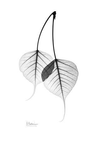 308x450 Bodhi Tree Leaves In Black And White Art Print - Bodhi Tree Drawing