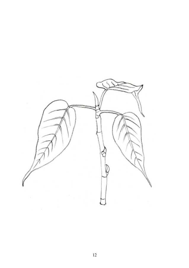 638x903 Story Of The Bodhi Tree - Bodhi Tree Drawing