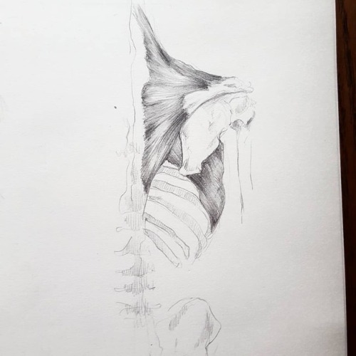 500x500 Human Body Drawing Tumblr - Body Image Drawings