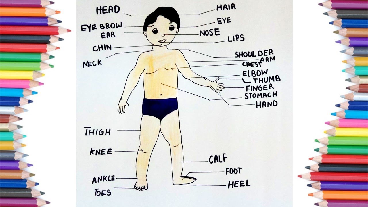 Body Parts Drawing at Explore collection of Body