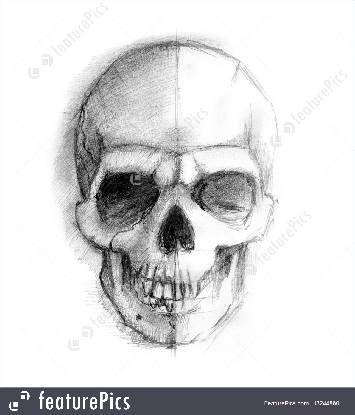 1192x1392 Human Body Parts Drawing Human Skull - Body Parts Drawing