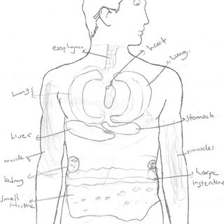 320x320 Percentage Of Drawn Body Parts In The Students' Drawings - Body Parts Drawing