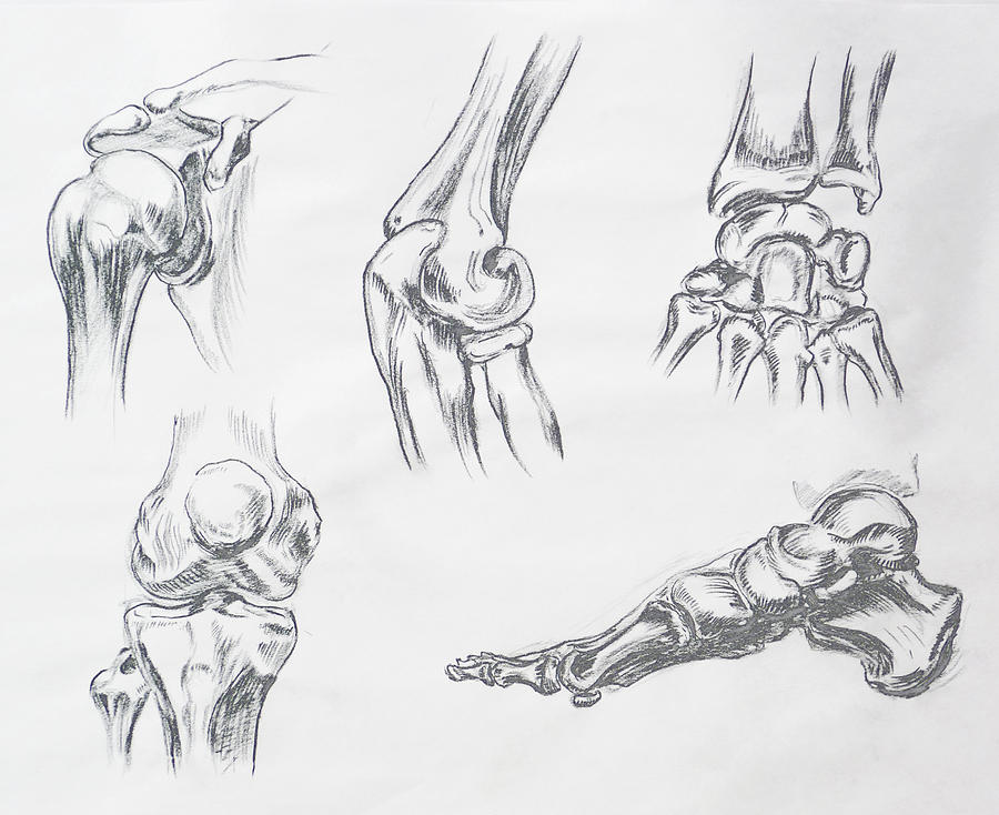 900x734 Body Parts Anatomy Study Drawing - Body Parts Drawing