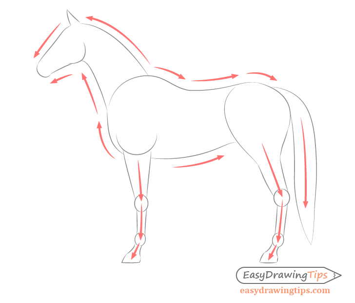 728x620 How To Draw A Horse From The Side View Tutorial - Body Shape Drawing