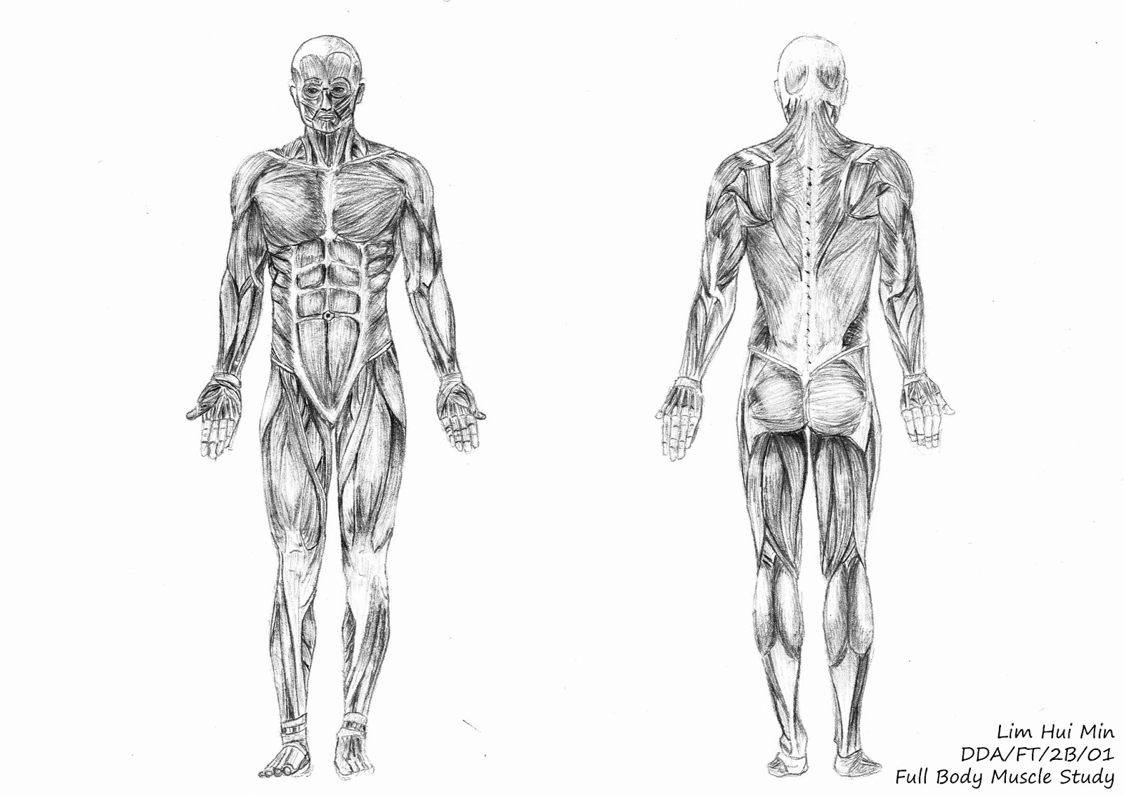 Study bodies. Мускулатура иллюстрации. Мышечный скелет рисовать. Футболист анатомия. Анатомия мышцы и скелет с подписями.