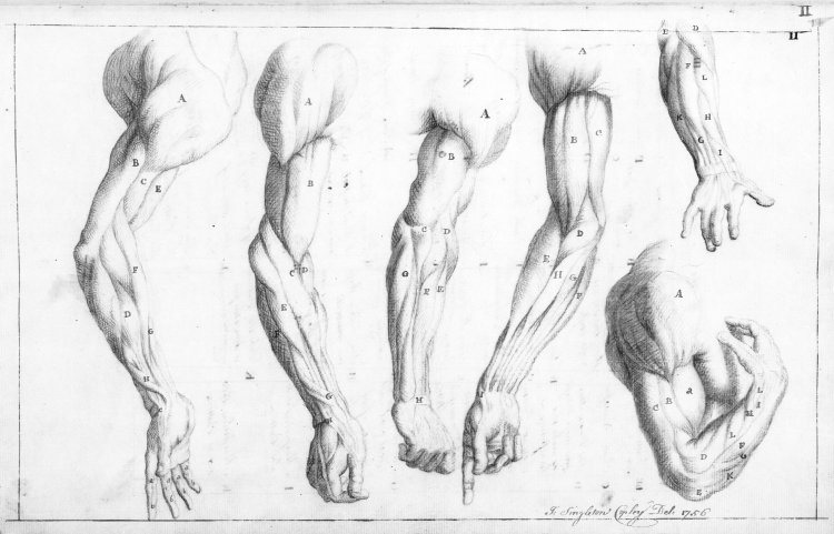 Study bodies. Анатомия атлета рисунок. Drawn-Anatomy Кут. Gird study drawing.