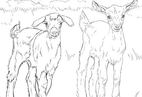 480x329 boer goat coloring pages stylish list of pict best pictures - Boer Goat Drawing