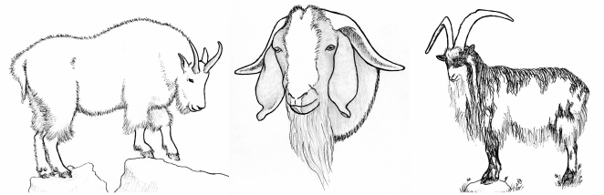 662x214 Boer Goat Head Drawing - Boer Goat Drawing