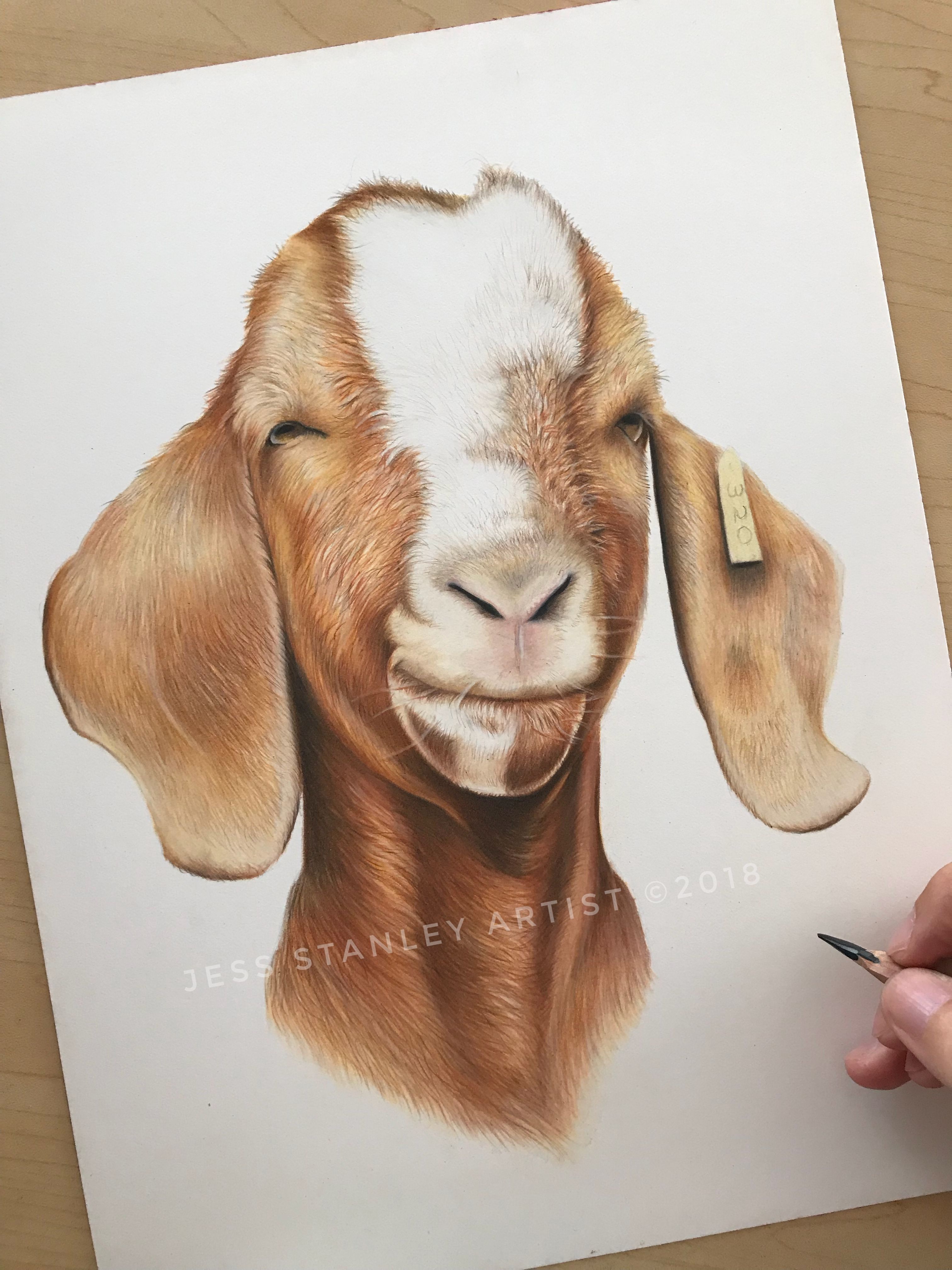 Boer Goat Drawing at Explore collection of Boer