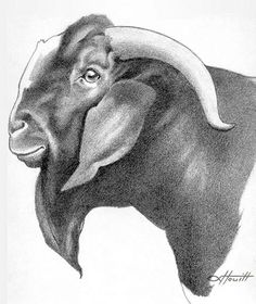 236x280 Huge Collection Of 'boer Goat Drawing' Download More Than - Boer Goat Drawing
