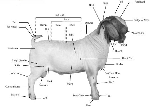 526x373 la caja china dinner boer goat april oliveto restaurant - Boer Goat Drawing
