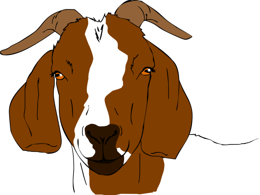 900x676 boer goats boer goats, goats, drawings - Boer Goat Drawing