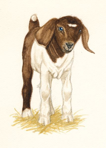 428x600 Baby Boer Goat Kid Art Print Of Watercolor Farm - Boer Goat Drawing