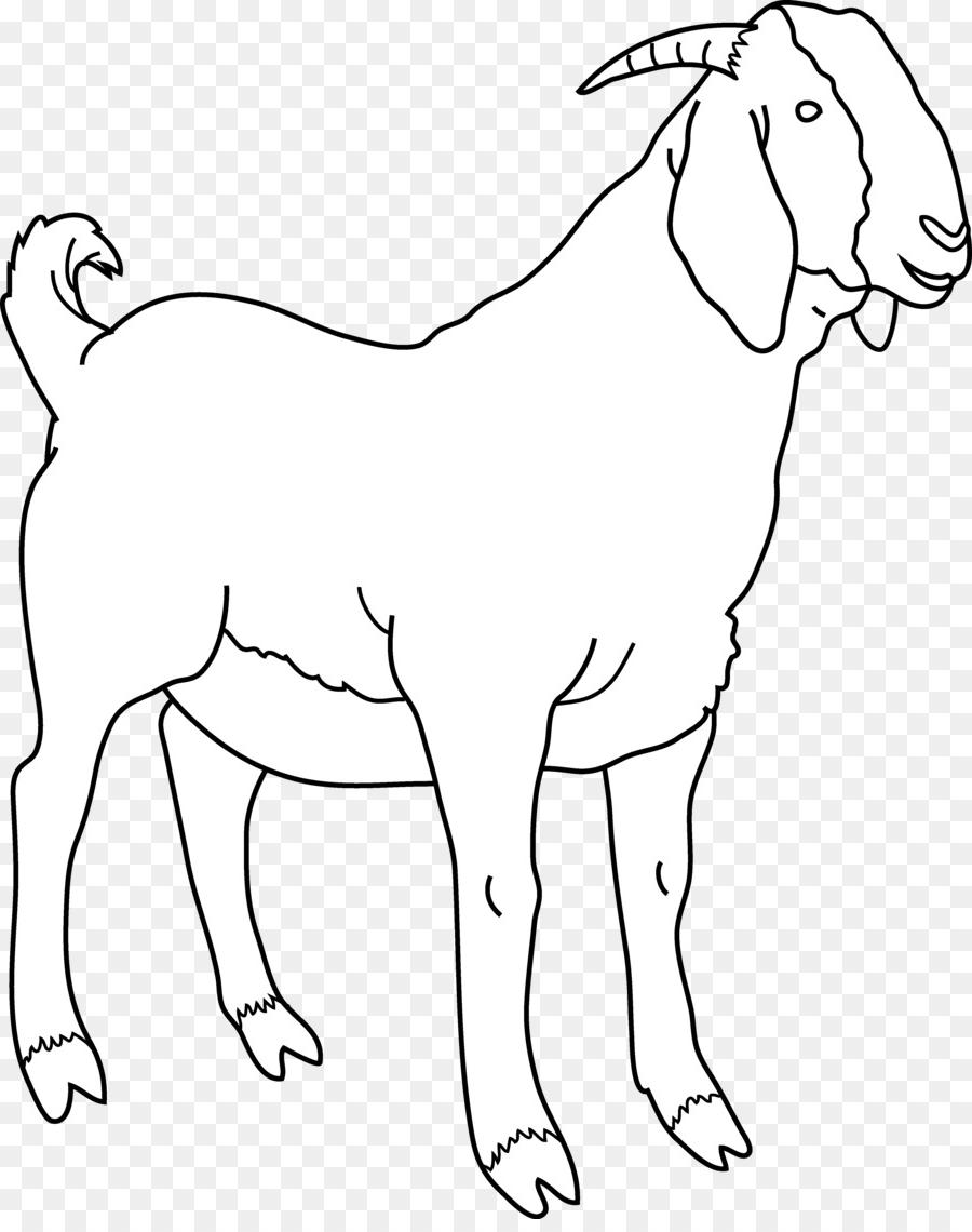 Boer Goat Drawing at Explore collection of Boer