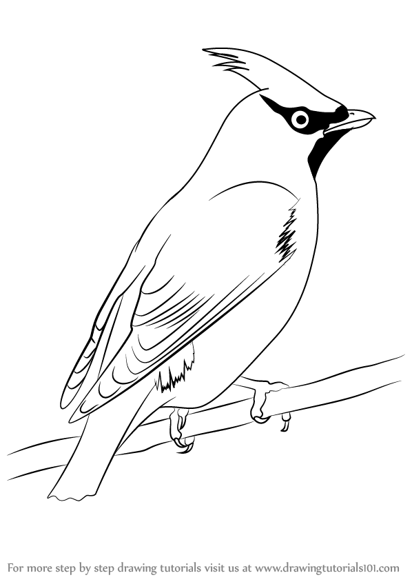 598x844 learn how to draw bohemian waxwing - Bohemian Drawings