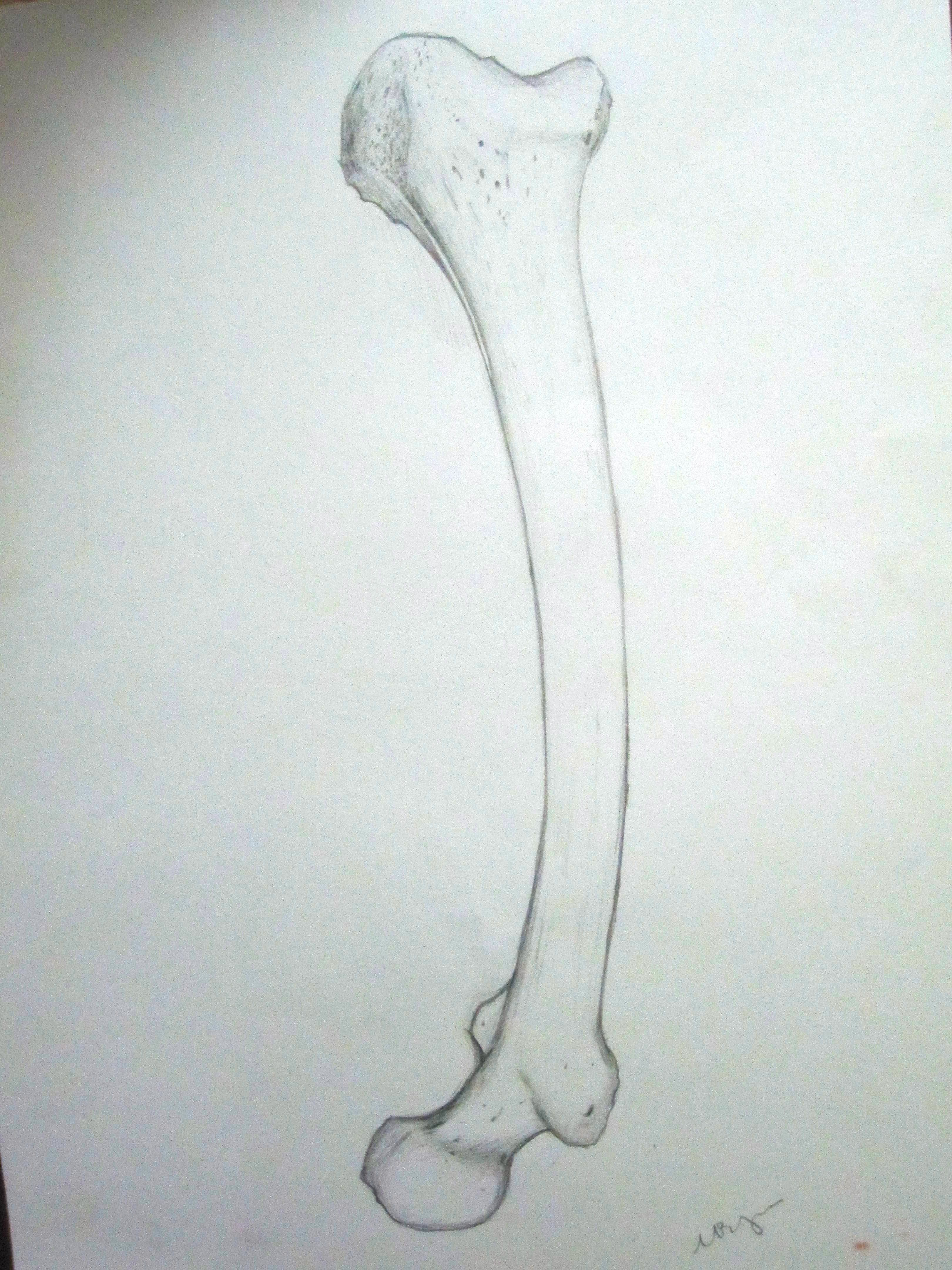 3240x4320 Drawings Of Bones Skeleton Drawings Skeleton Drawings - Bone Drawing