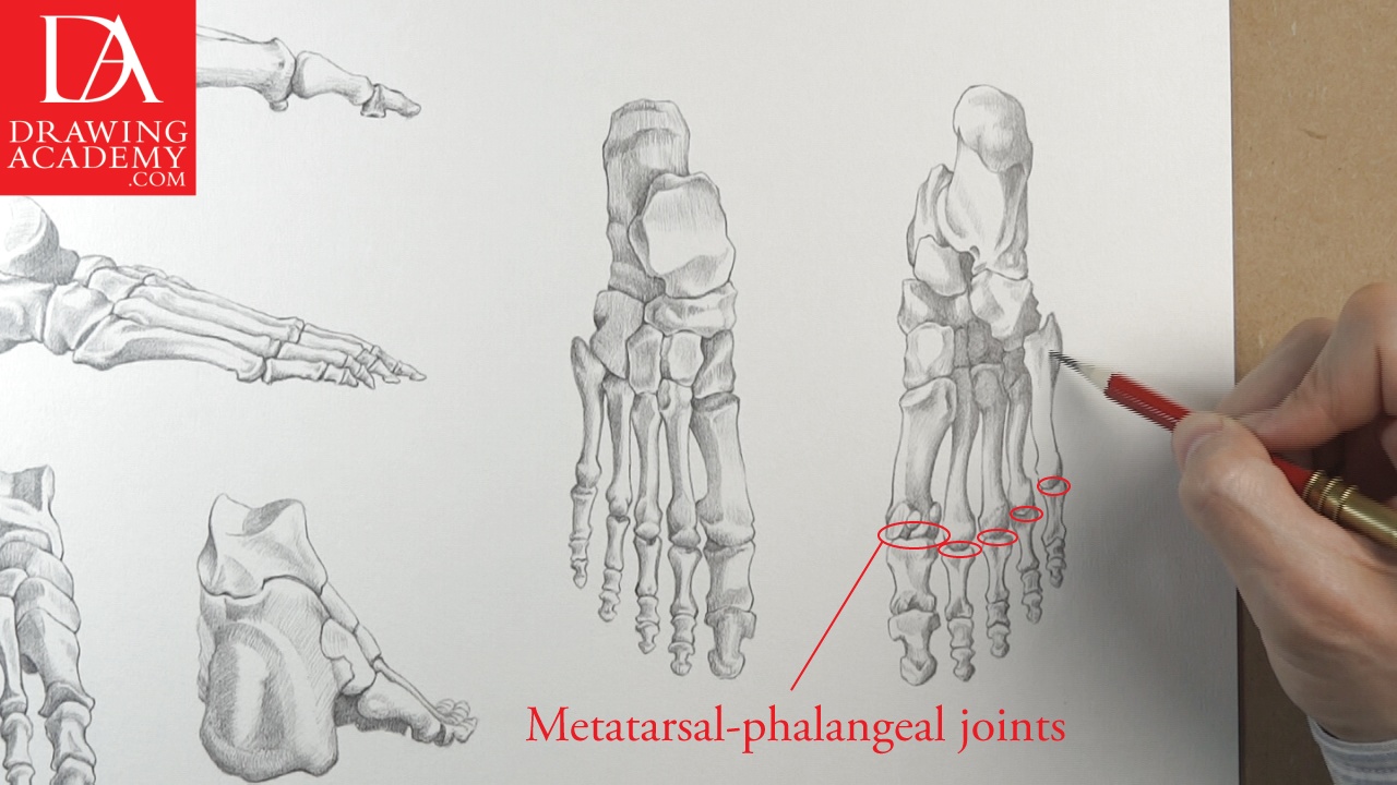 1280x720 Foot Bones - Bone Drawing