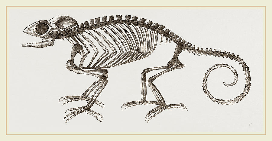 900x469 Skeleton Of Chameleon Drawing - Bone Drawing
