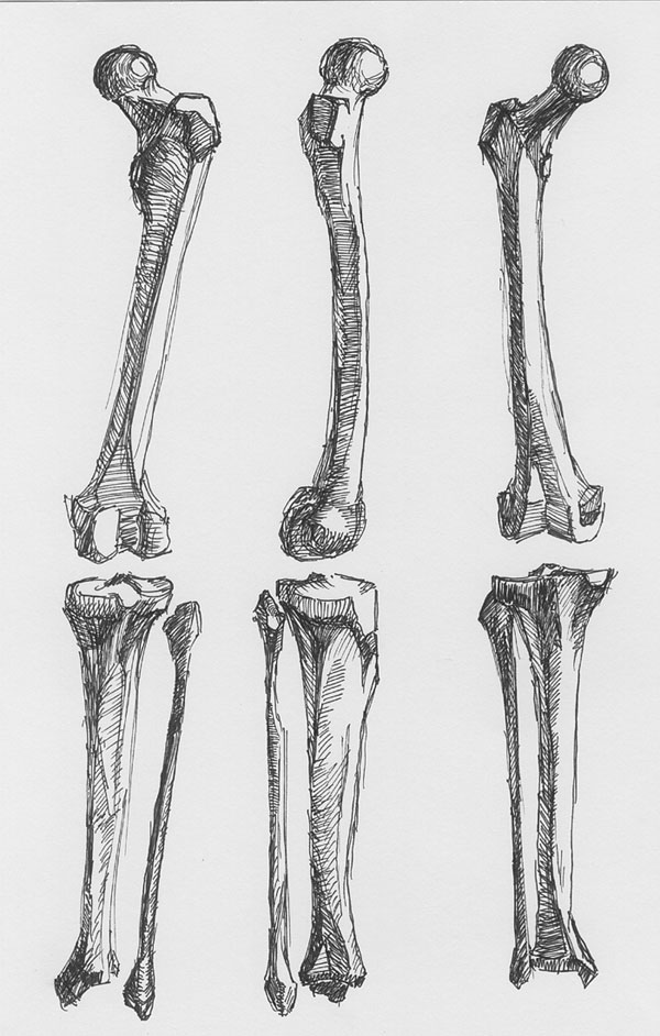 Бедренная кость рисунок карандашом