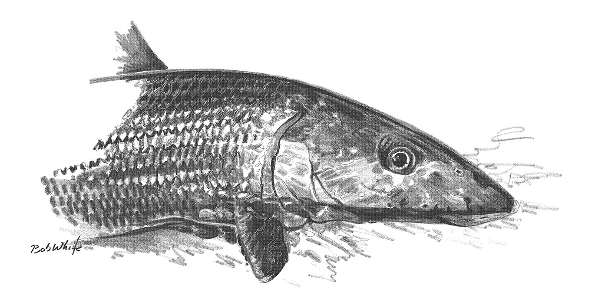 1200x617 Bonefish - Bone Fish Drawing