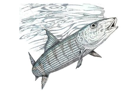 474x314 Bonefish Stuff To Draw - Bone Fish Drawing