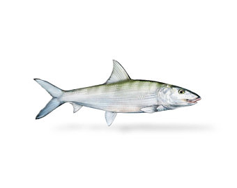 340x270 Bonefish Drawing Etsy - Bone Fish Drawing