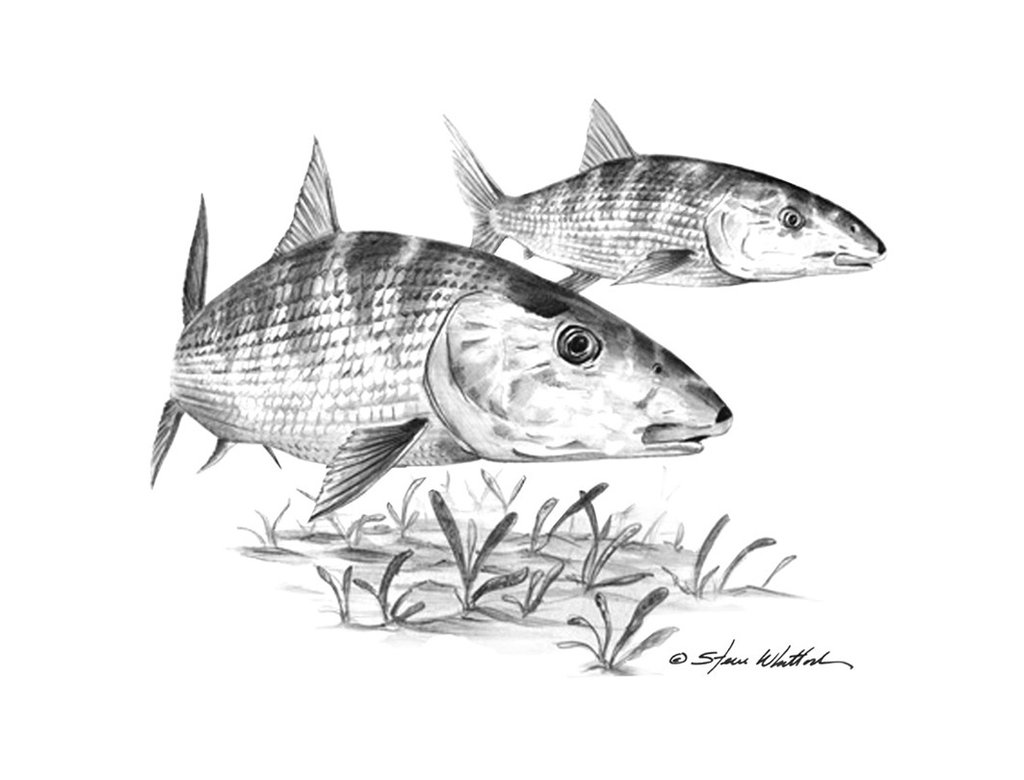 1024x780 Bonefish - Bone Fish Drawing