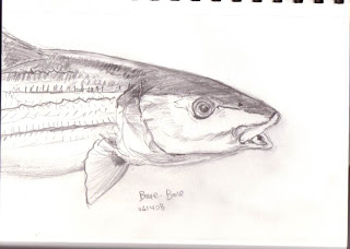 320x228 yuhina illustration bone bone fish sketch - Bone Fish Drawing