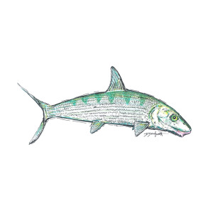 300x300 bone fish artwork digital art - Bone Fish Drawing