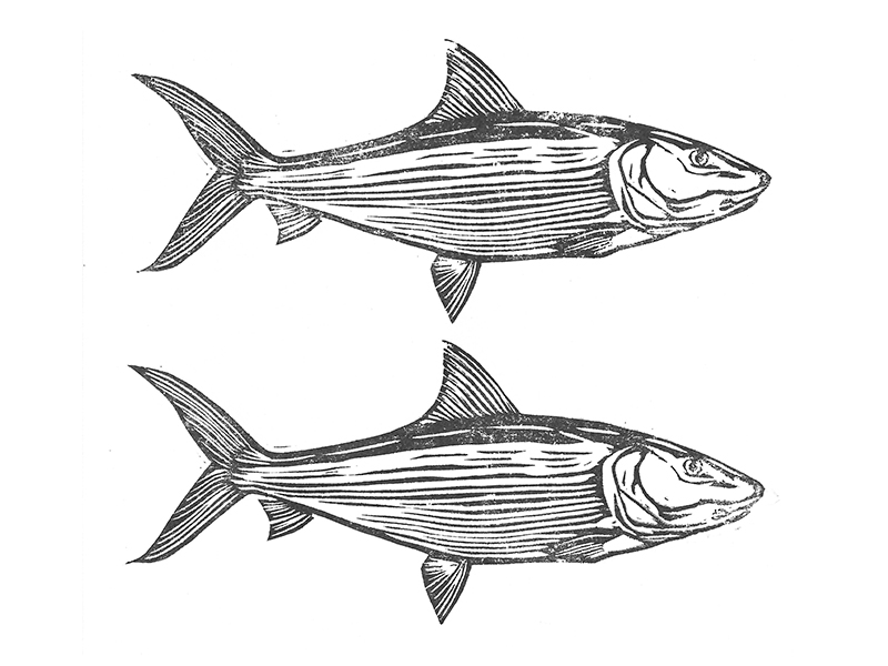 800x600 Bonefish - Bonefish Drawing