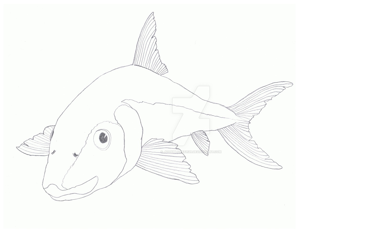 1600x971 Bonefish Sketch - Bonefish Drawing