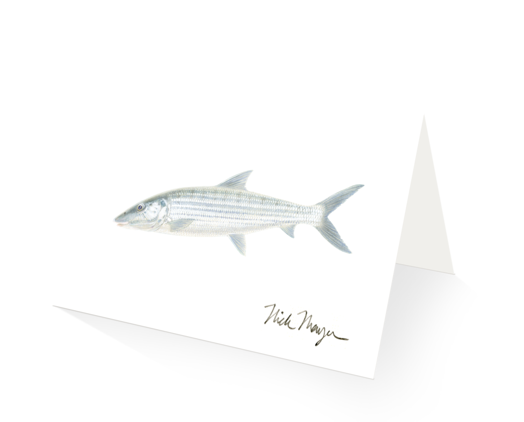 1024x825 bonefish nick mayer art - Bonefish Drawing