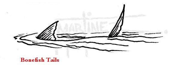 588x219 Images Bonefish Drawing - Bonefish Drawing