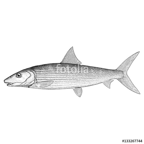 500x500 Hand Drawn Illustration Of A Bonefish Stock Image And Royalty - Bonefish Drawing