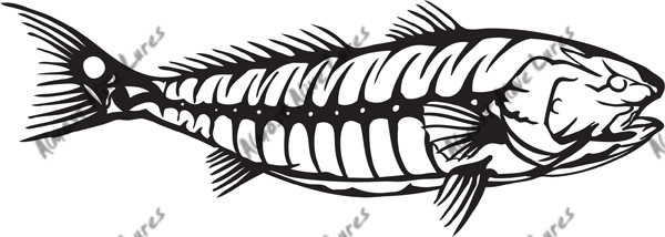 600x214 High Quality Vinyl Bonefish Decal - Bonefish Drawing