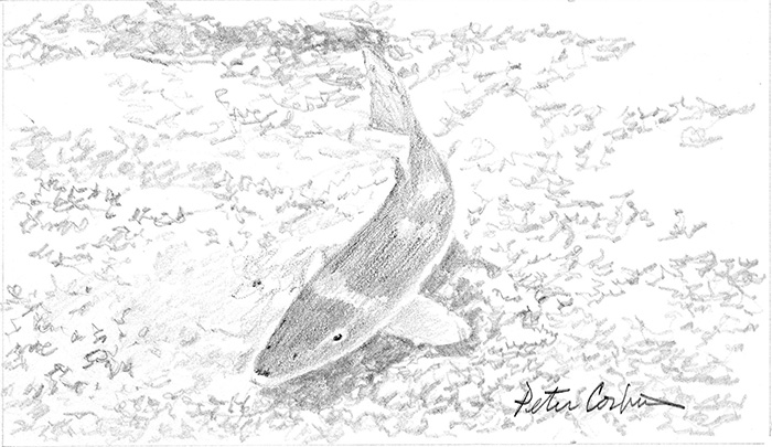 700x405 incoming tide - Bonefish Drawing