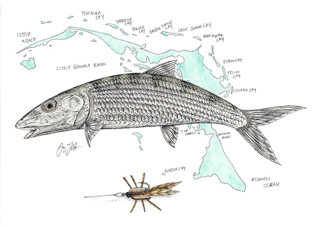 Bonefish Drawing at Explore collection of Bonefish