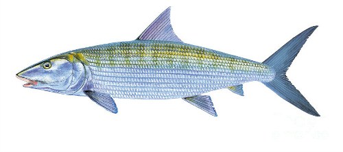 Bonefish Drawing at PaintingValley.com | Explore collection of Bonefish ...
