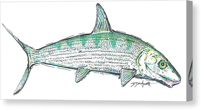 642x352 Bone Fish Artwork Canvas Print Canvas Art - Bonefish Drawing