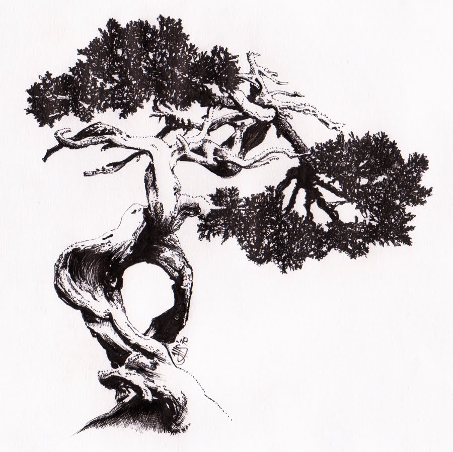 900x899 Bonsai Tree Awesome Bonsai Drawing Ideas - Bonsai Drawing