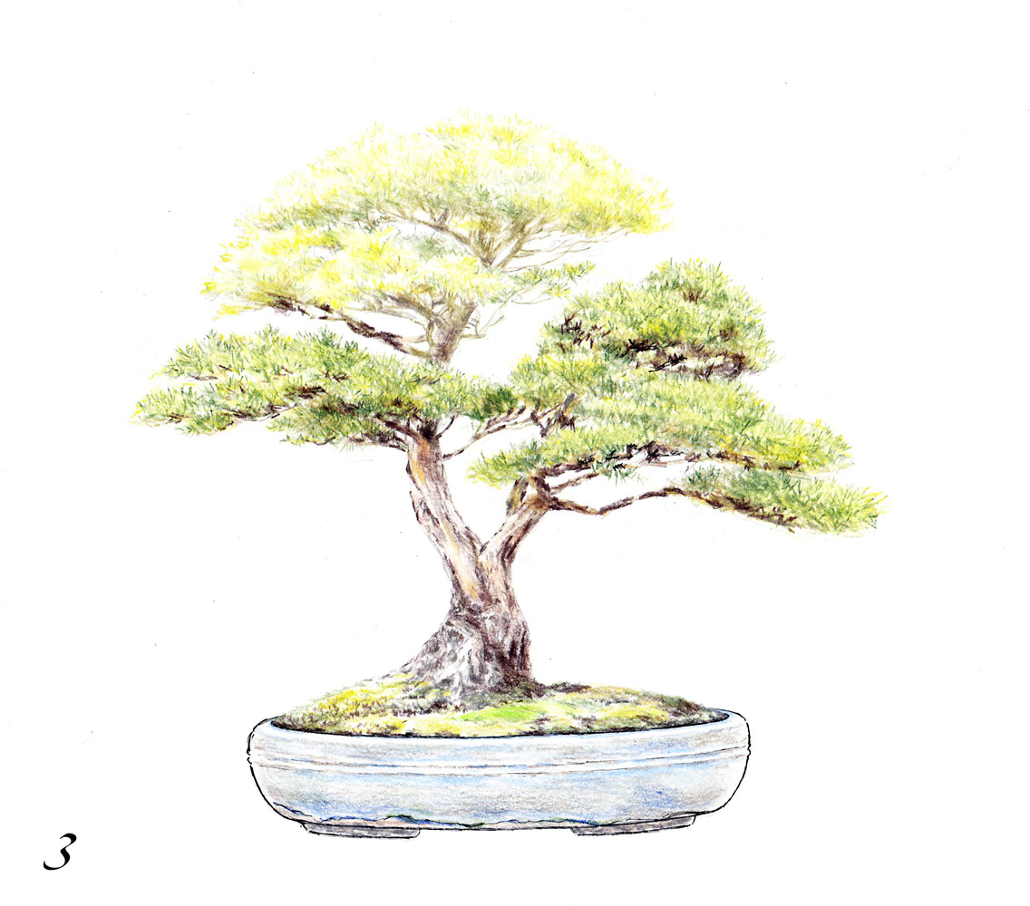 1136x1000 Drawing Bonsai Babingtonia Peter Adams Bonsai Studio - Bonsai Drawing