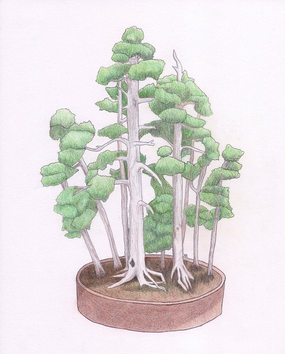 570x707 foemina juniper bonsai colored pencil drawing original etsy - Bonsai Drawing