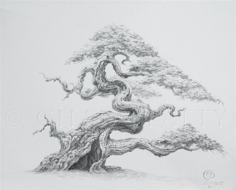 800x645 Pix For Gt Hollow Tree Drawing Lajki Na - Bonsai Drawing